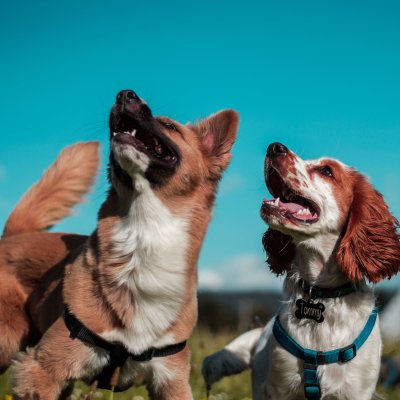 Alpha Dogs Greece: Εκπαίδευση Σκύλων