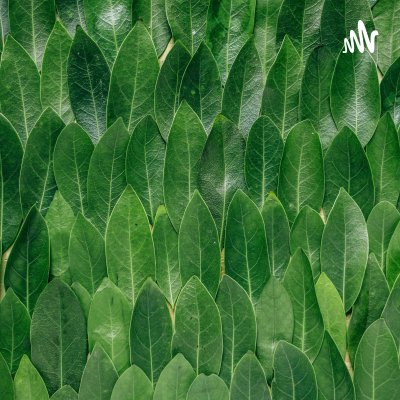 ΤΟ ΚΛΑΔΕΜΑ ΤΗΣ ΕΛΙΑΣ