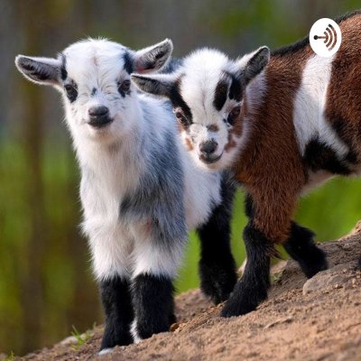 Τα παλιοκρίαρα